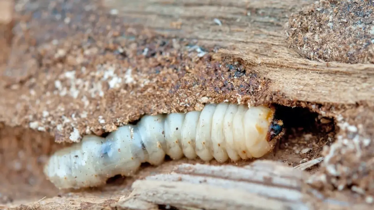 Un petit insecte, une larve blanche, creuse sa maison dans le bois.