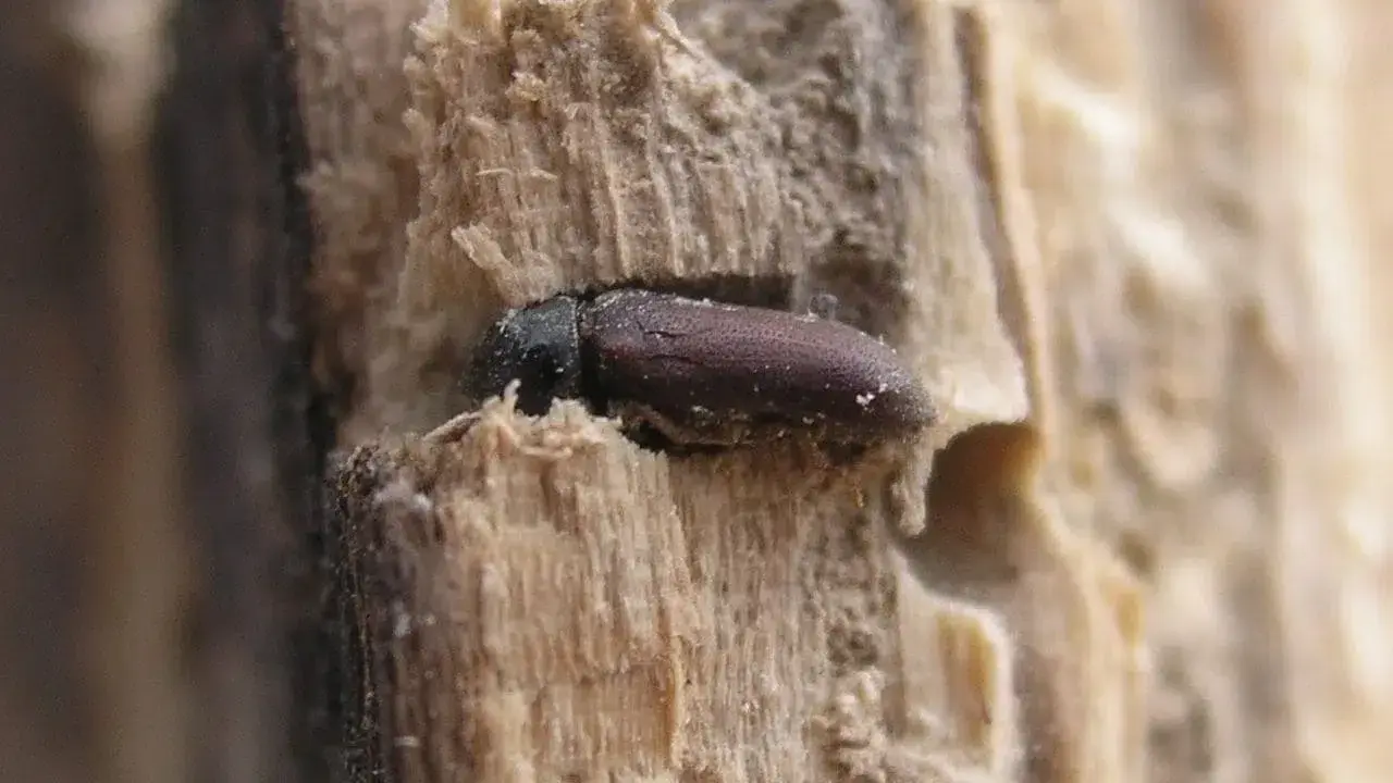 Une petite bête, un insecte brun, se cache dans le bois des meubles, creusant son chemin.