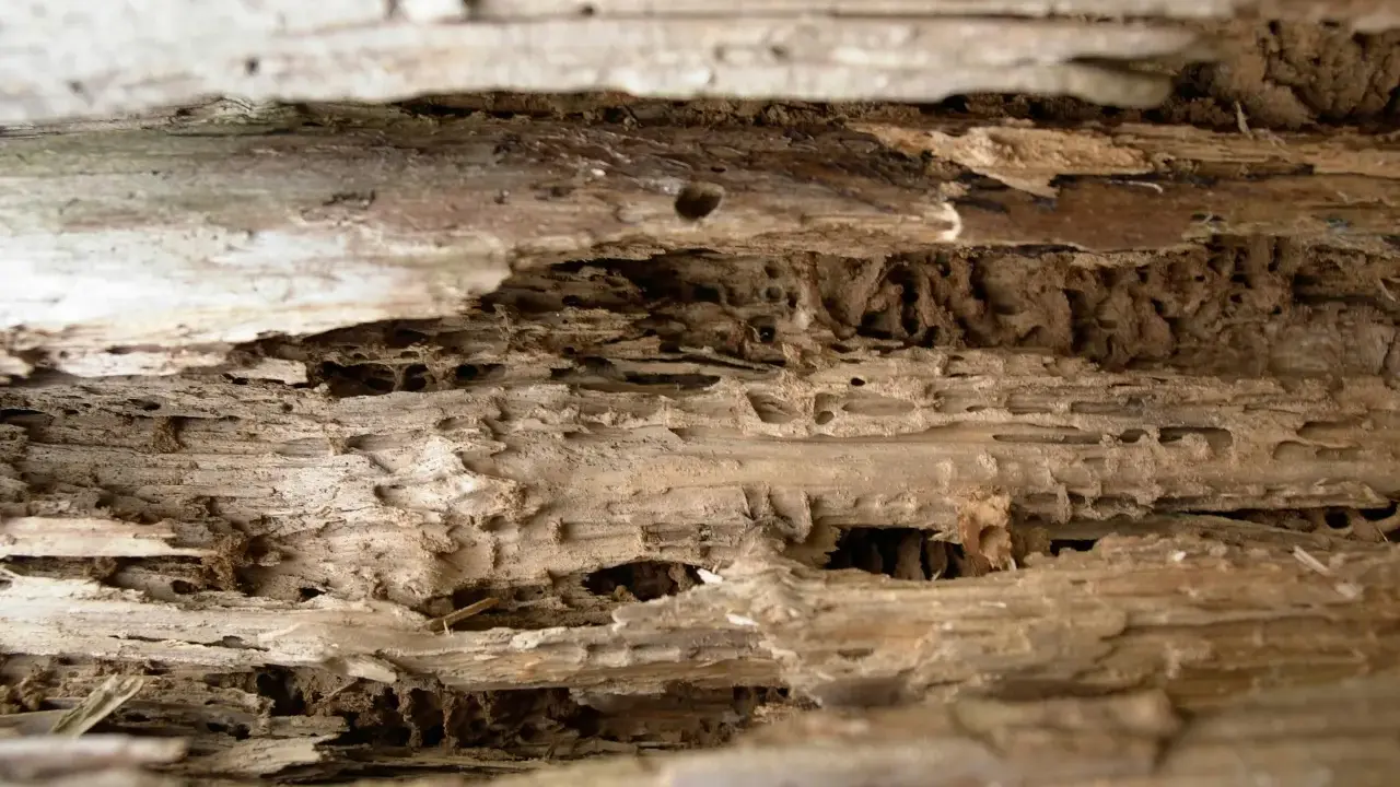 Bois rongé par les mites, montrant les tunnels creusés. Recherche d'un traitement naturel efficace contre ces nuisibles.