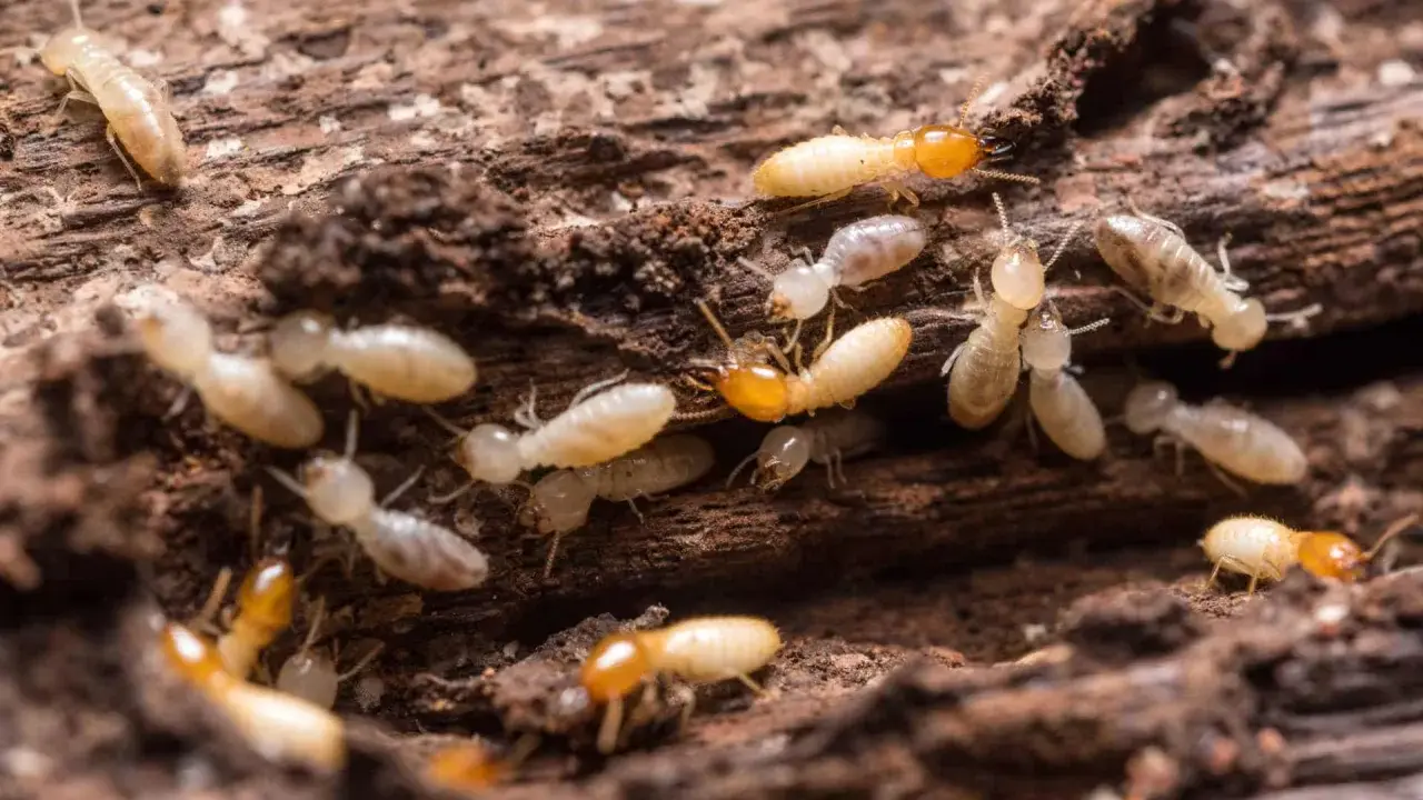 Gros plan sur une colonie de termites, des insectes ravageurs qui rongent le bois, causant des dégâts similaires à la vermoulure.