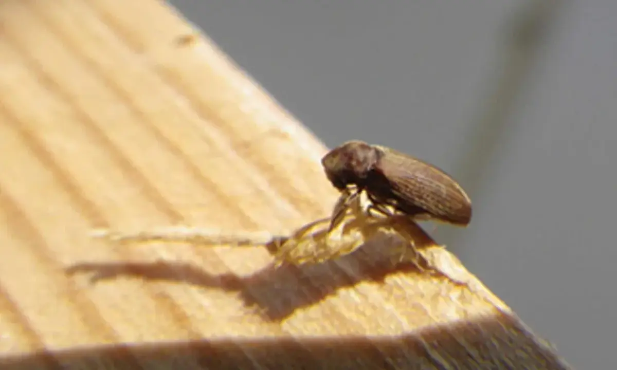 Une vrillette marron, petit insecte xylophage, se tient sur un morceau de bois dans une maison.