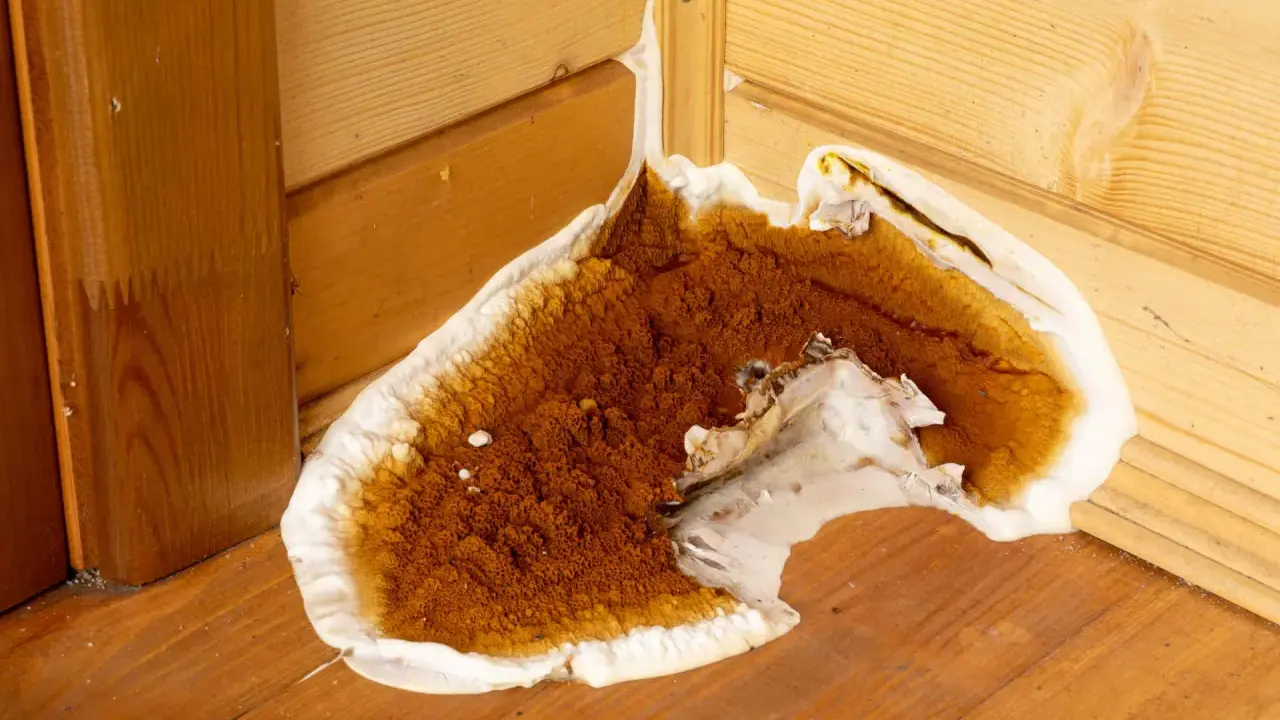 Champignon brun et blanc envahissant un coin en bois, signe d'un traitement bois humidité nécessaire.
