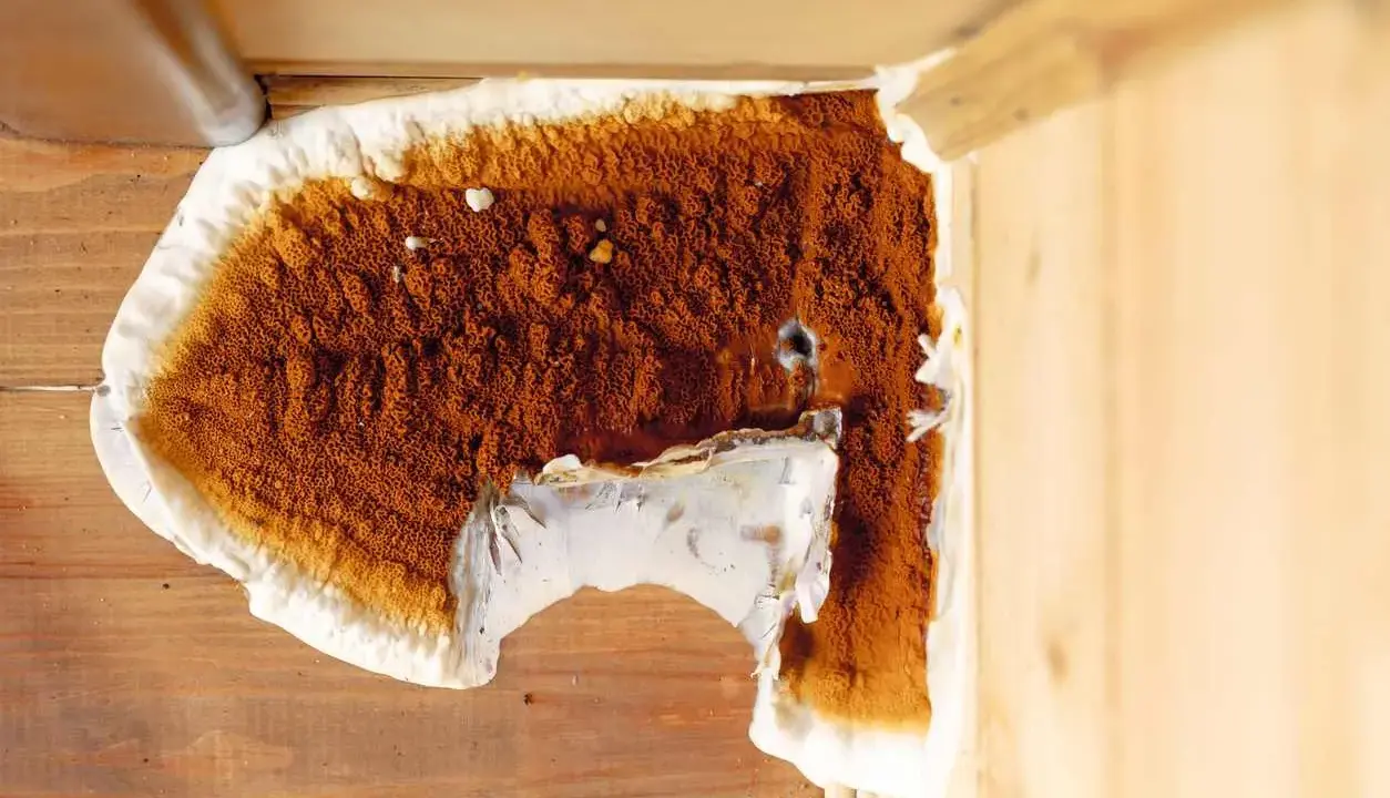 Gros plan sur une mérule brune et blanche sur du bois. Une tentative de nettoyage avec du vinaigre blanc semble avoir été faite.