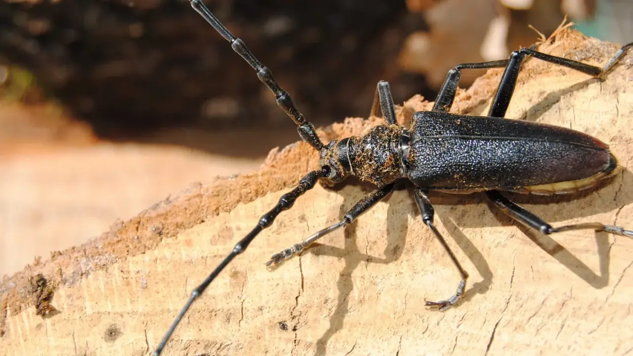 Un grand capricorne du chêne, impressionnant par sa taille, se pose sur un morceau de bois. Bien que magnifique, il est considéré comme dangereux pour l'homme.