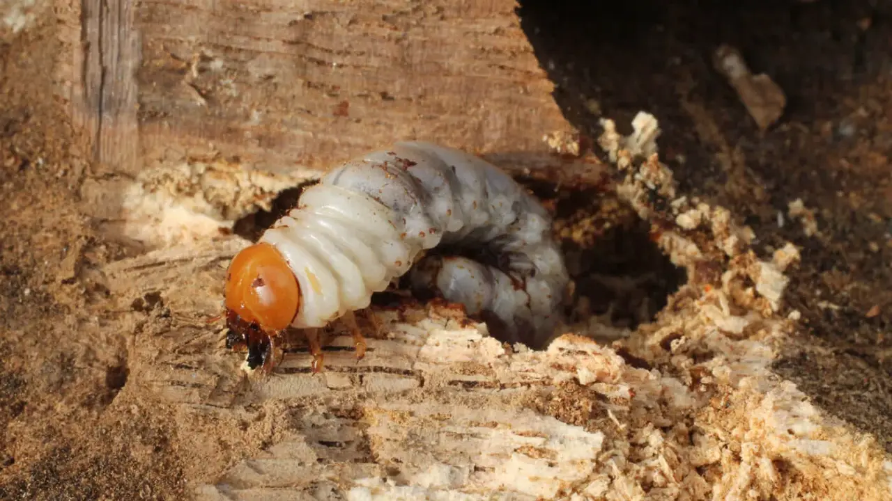 Un gros vers blanc, larve d'insecte, se nourrit dans un tunnel creusé dans le bois.