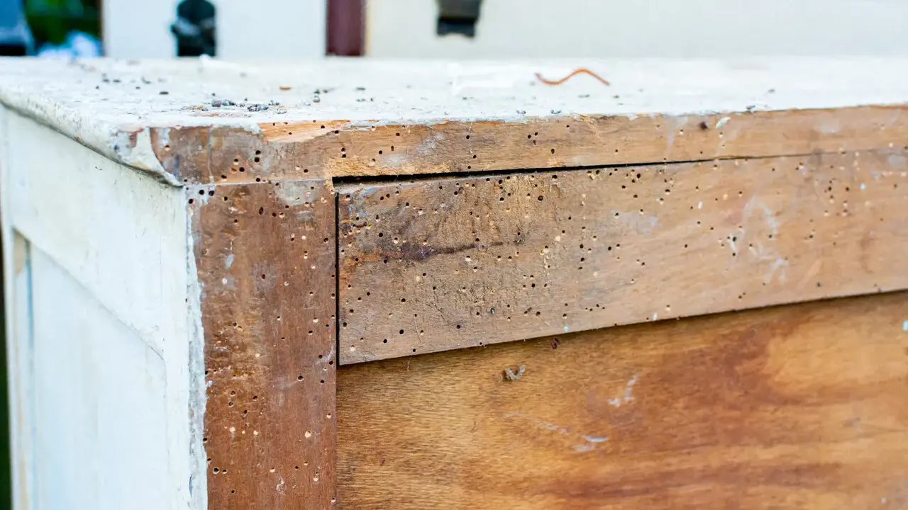 Un meuble en bois infesté par un insecte xylophage. Un traitement naturel est envisagé pour sauver ce meuble.