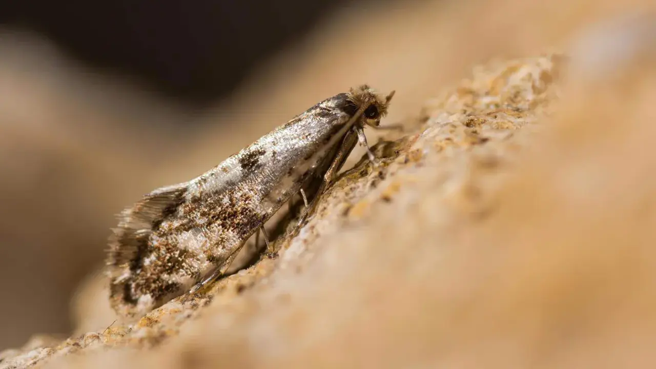 Un petit papillon aux ailes tachetées, peut-être un mite bois meuble, se repose sur une surface rugueuse.