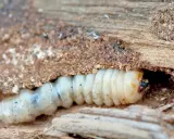 Un petit insecte, une larve blanche, creuse sa maison dans le bois.