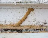 Un tunnel de terre, signe d'un trou de termite dans le bois, serpente sur un mur blanc.
