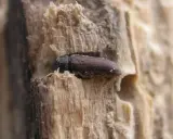Une petite bête, un insecte brun, se cache dans le bois des meubles, creusant son chemin.