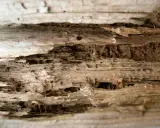 Bois rongé par les mites, montrant les tunnels creusés. Recherche d'un traitement naturel efficace contre ces nuisibles.