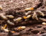 Gros plan sur une colonie de termites, des insectes ravageurs qui rongent le bois, causant des dégâts similaires à la vermoulure.