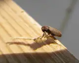Une vrillette marron, petit insecte xylophage, se tient sur un morceau de bois dans une maison.