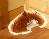 Champignon brun et blanc envahissant un coin en bois, signe d'un traitement bois humidité nécessaire.