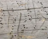 Surface d'un bois grisonnant criblé de petits trous, traces d'une attaque de vrillette du bois. Un traitement naturel pourrait être envisagé.