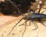 Un grand capricorne du chêne, impressionnant par sa taille, se pose sur un morceau de bois. Bien que magnifique, il est considéré comme dangereux pour l'homme.