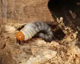 Un gros vers blanc, larve d'insecte, se nourrit dans un tunnel creusé dans le bois.