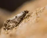Un petit papillon aux ailes tachetées, peut-être un mite bois meuble, se repose sur une surface rugueuse.
