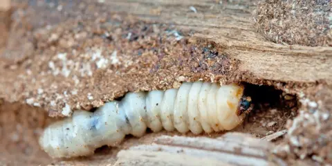 Un petit insecte, une larve blanche, creuse sa maison dans le bois.