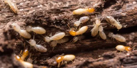 Gros plan sur une colonie de termites, des insectes ravageurs qui rongent le bois, causant des dégâts similaires à la vermoulure.