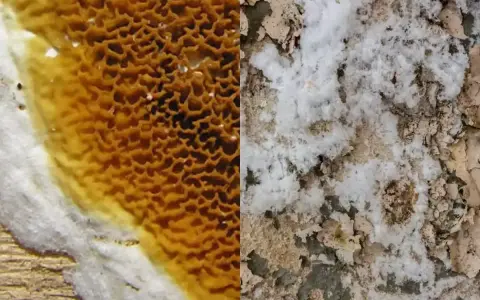Gros plan sur une surface divisée : à gauche, une structure alvéolée orange et blanche, peut-être du salpêtre ; à droite, une texture blanche et terreuse évoquant la merule.