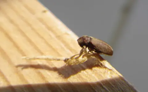 Une vrillette marron, petit insecte xylophage, se tient sur un morceau de bois dans une maison.