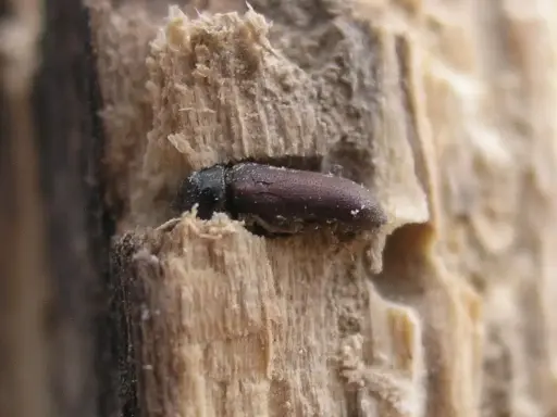 Une petite bête, un insecte brun, se cache dans le bois des meubles, creusant son chemin.