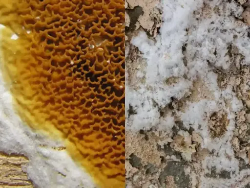 Gros plan sur une surface divisée : à gauche, une structure alvéolée orange et blanche, peut-être du salpêtre ; à droite, une texture blanche et terreuse évoquant la merule.
