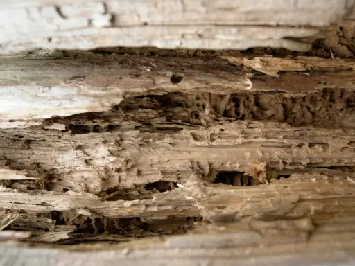 Bois rongé par les mites, montrant les tunnels creusés. Recherche d'un traitement naturel efficace contre ces nuisibles.