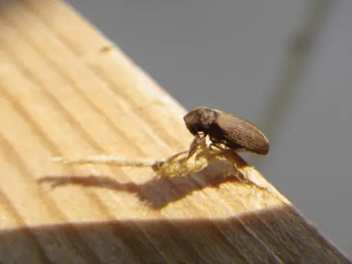 Une vrillette marron, petit insecte xylophage, se tient sur un morceau de bois dans une maison.