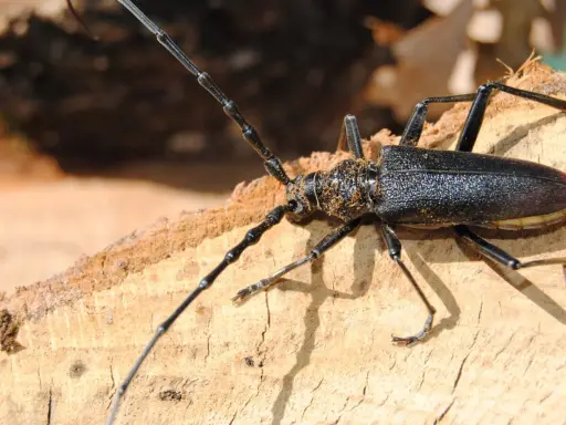 Un grand capricorne du chêne, impressionnant par sa taille, se pose sur un morceau de bois. Bien que magnifique, il est considéré comme dangereux pour l'homme.