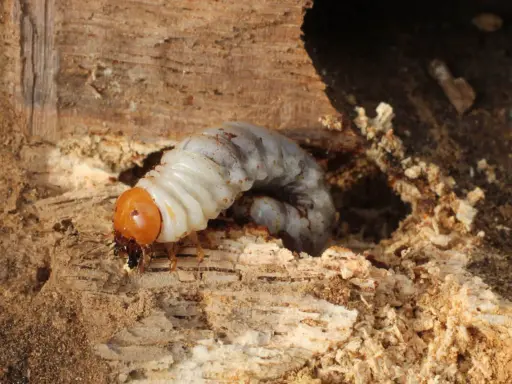 Un gros vers blanc, larve d'insecte, se nourrit dans un tunnel creusé dans le bois.