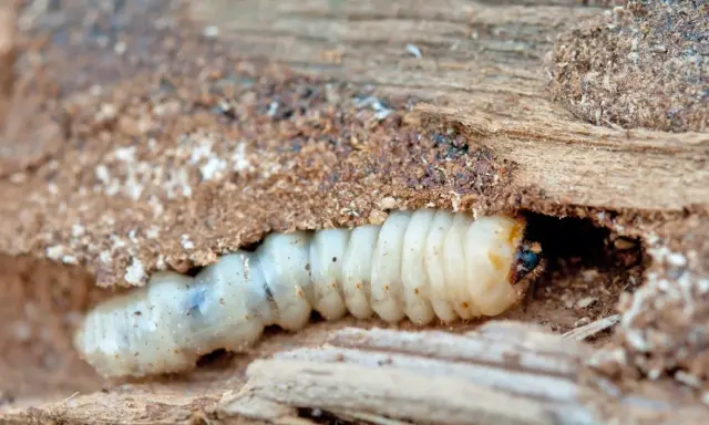 Un petit insecte, une larve blanche, creuse sa maison dans le bois.