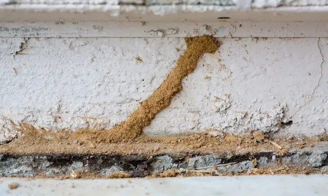 Un tunnel de terre, signe d'un trou de termite dans le bois, serpente sur un mur blanc.