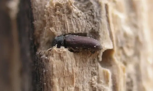 Une petite bête, un insecte brun, se cache dans le bois des meubles, creusant son chemin.