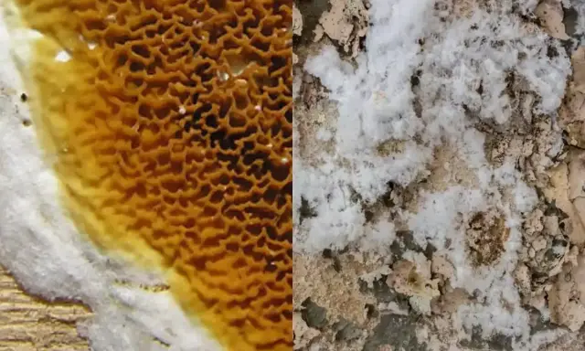 Gros plan sur une surface divisée : à gauche, une structure alvéolée orange et blanche, peut-être du salpêtre ; à droite, une texture blanche et terreuse évoquant la merule.