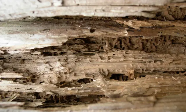 Bois rongé par les mites, montrant les tunnels creusés. Recherche d'un traitement naturel efficace contre ces nuisibles.
