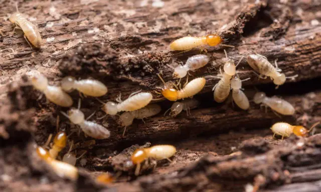 Gros plan sur une colonie de termites, des insectes ravageurs qui rongent le bois, causant des dégâts similaires à la vermoulure.