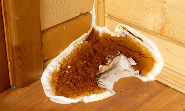 Champignon brun et blanc envahissant un coin en bois, signe d'un traitement bois humidité nécessaire.