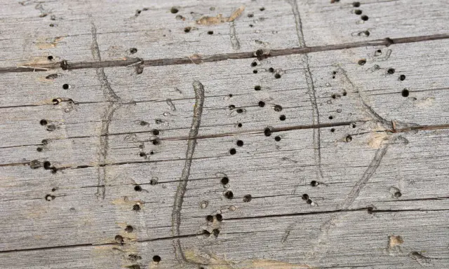 Surface d'un bois grisonnant criblé de petits trous, traces d'une attaque de vrillette du bois. Un traitement naturel pourrait être envisagé.