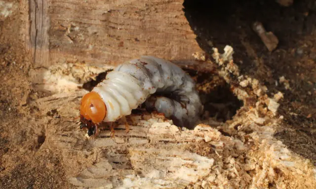 Un gros vers blanc, larve d'insecte, se nourrit dans un tunnel creusé dans le bois.