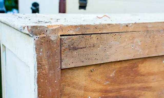 Un meuble en bois infesté par un insecte xylophage. Un traitement naturel est envisagé pour sauver ce meuble.