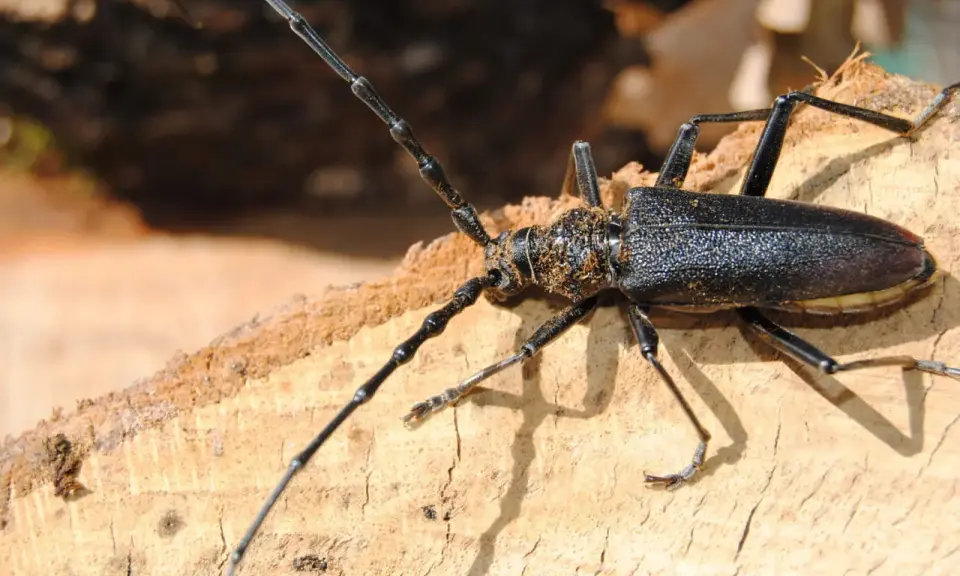 Un grand capricorne du chêne, impressionnant par sa taille, se pose sur un morceau de bois. Bien que magnifique, il est considéré comme dangereux pour l'homme.