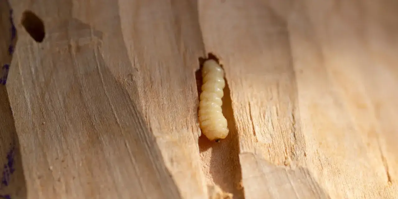 Un insecte xylophage creuse le bois d'un meuble. Un traitement naturel est nécessaire pour préserver le bois.