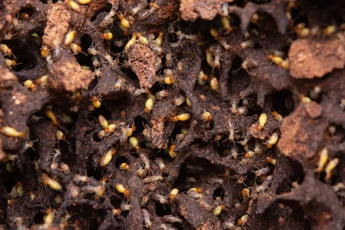 Colonnie de mites bois meuble dans leur nid complexe. Ces insectes xylophages rongent le bois, causant des dégâts importants.