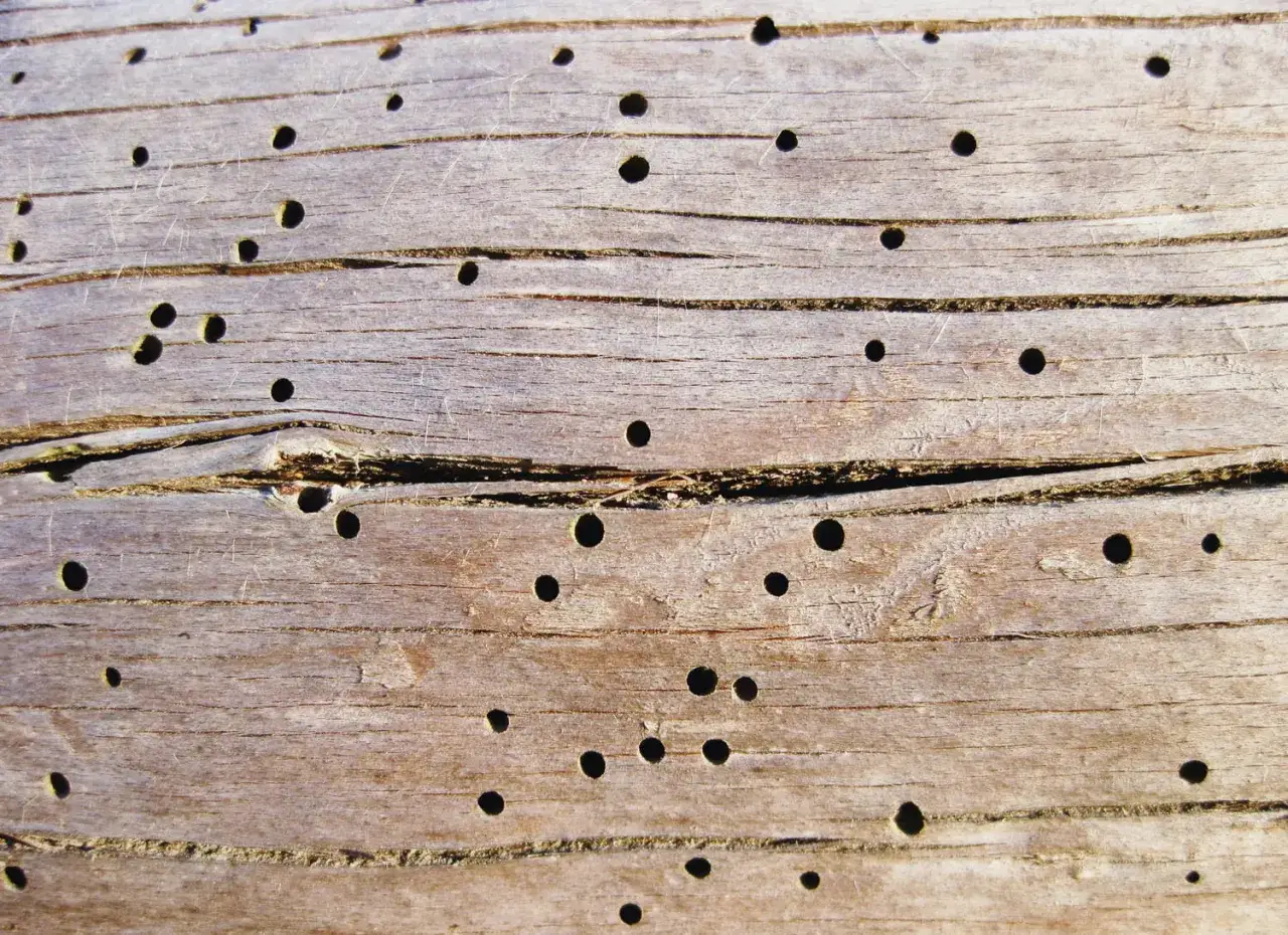 Surface d'un bois vieilli, cribl&eacute; de trous ronds, traces d'une vrillette marron insecte maison.