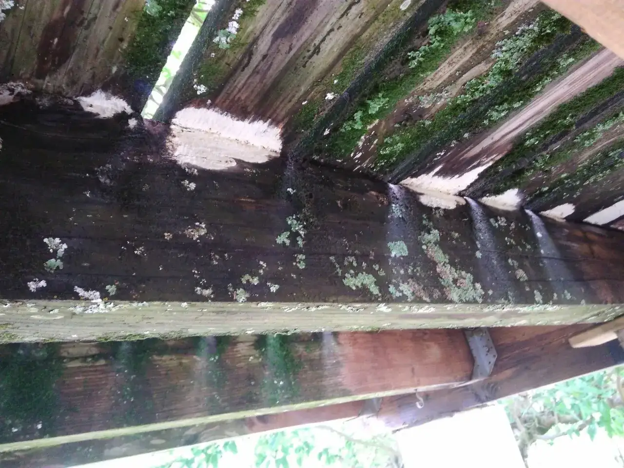 Sur un vieux champignon bois ext&eacute;rieur, la mousse et le lichen prosp&egrave;rent sur les planches sombres et humides.