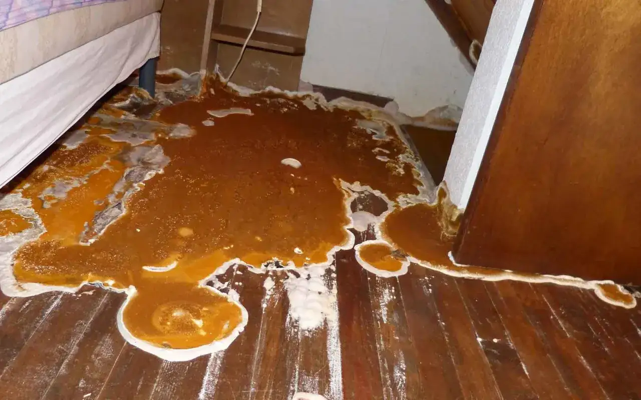 Mousse orange et blanche envahit le parquet, signe d'un probl&egrave;me de traitement bois humidit&eacute;. Un d&eacute;sastre &agrave; nettoyer.