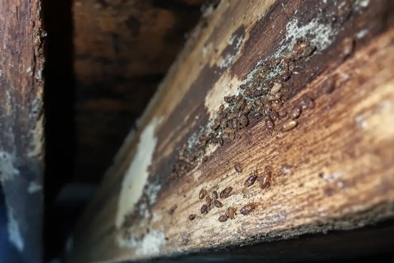 Un essaim d'insectes, ressemblant à des termites, se nourrit d'un trou de termite dans le bois, laissant des traces de leur passage.
