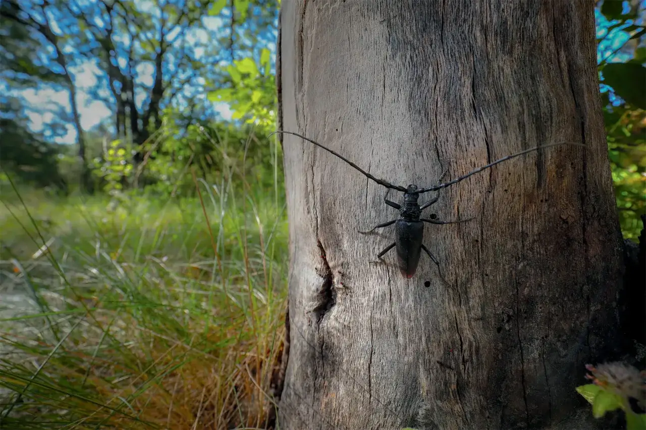 Un grand capricorne du chêne, potentiellement dangereux pour l'homme, escalade un tronc d'arbre dans une forêt verdoyante.